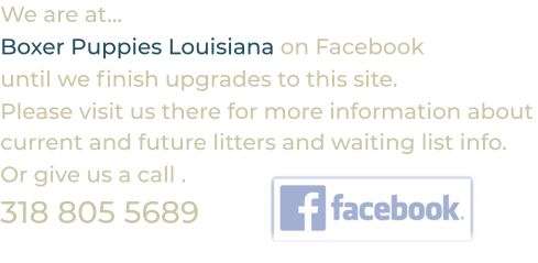We are at… Boxer Puppies Louisiana on Facebook until we finish upgrades to this site. Please visit us there for more information about current and future litters and waiting list info. Or give us a call . 318 805 5689